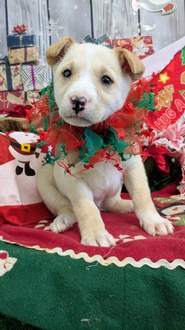 Labrador Retriever puppy for sale + 66917