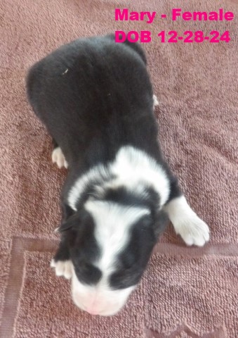 ABCA Border Collie Puppies