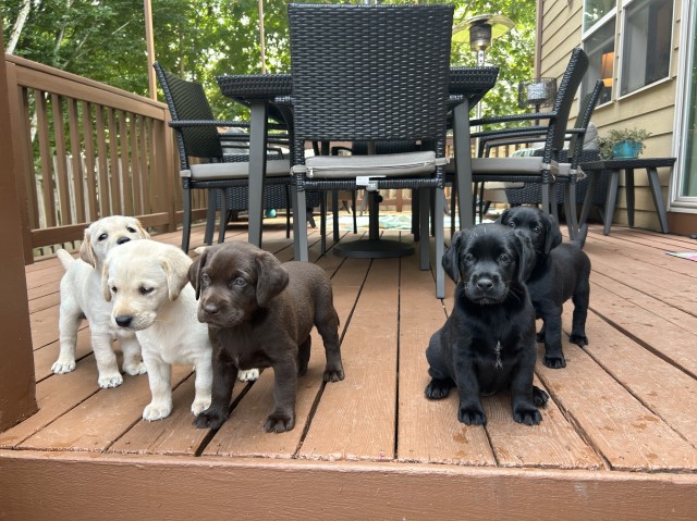 Adorable AKC lab puppies- all colors!