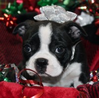 Bonnie - Female Boston Terrier Boston Terrier for sale/adoption