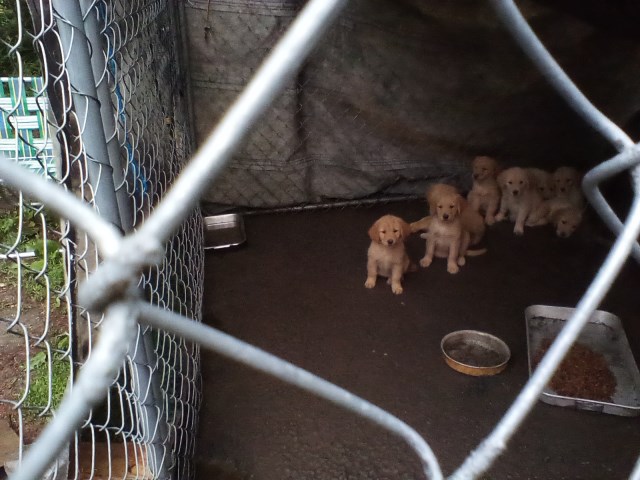 Golden Retriever puppy for sale + 67203