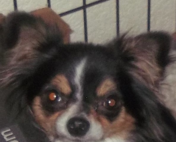 AKC Adult Female Chihuahua