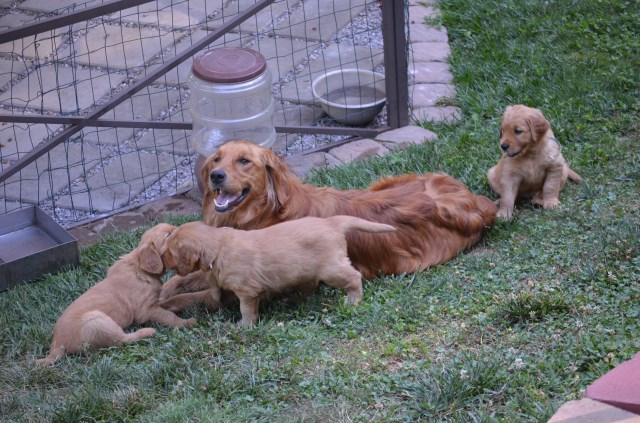 Golden Retriever puppy dog for sale in murphy, North Carolina