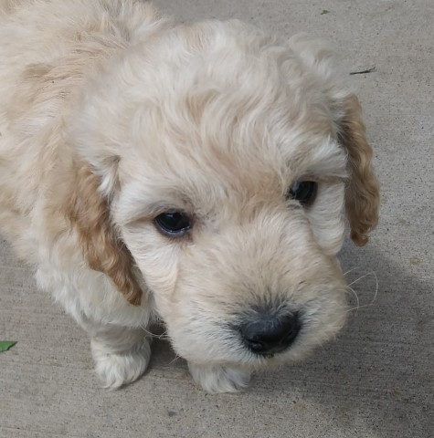 Goldendoodle puppy for sale + 61834