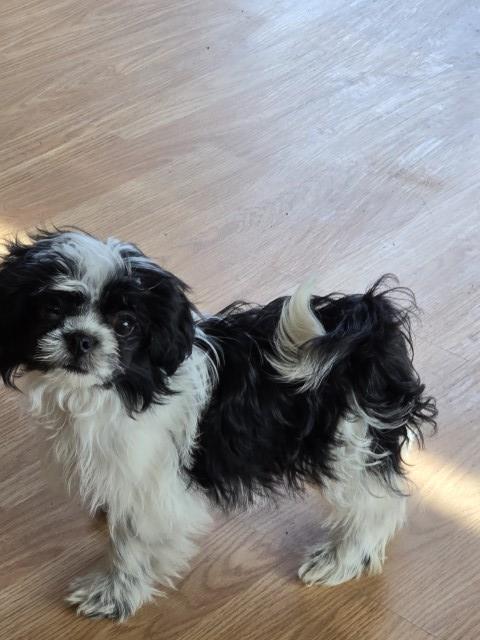 Shih Tzu puppy for sale + 66206