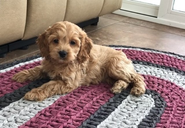 Cockapoo Puppy Dog For Sale In Seattle Washington