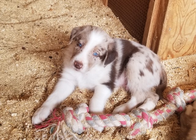 Stunning Australian Shepherd/ Border Collie Cross Puppies! Smart, Sweet, Socialized, Vet Ck, Shots!