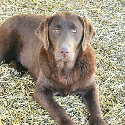 Labrador Retriever puppy for sale + 66577