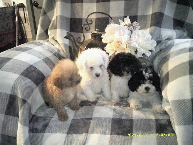 Poodle Toy puppy for sale + 67087