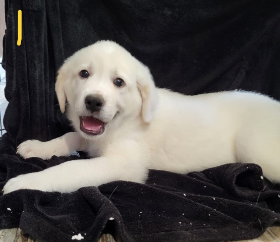 Great Pyrenees/Anatolian mix puppies