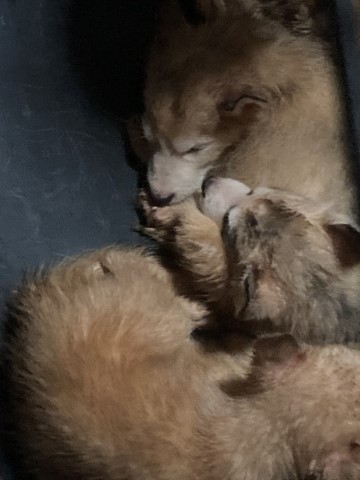 Wolf Husky Hybrid Puppies For Sale