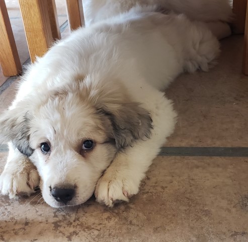 Great Pyrenees puppy for sale + 60643