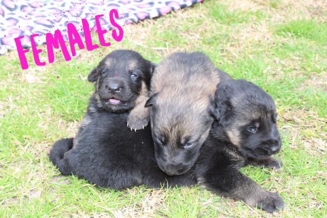 German Shepherd Dog puppy for sale + 55262