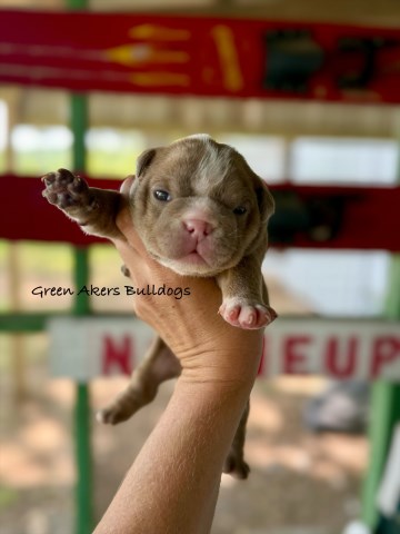 English Bulldog puppy for sale + 66585
