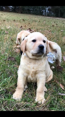 Labrador Retriever puppy for sale + 51168