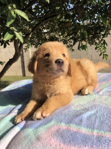 Golden Retriever Puppies ready for their new home