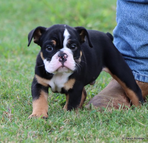 English Bulldog puppy for sale + 65825