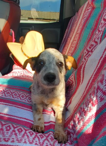 RIO LOBO Australian Cattle Dog