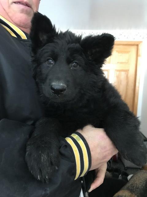 German Shepherd Dog Puppy Dog For Sale In Nelson Wisconsin