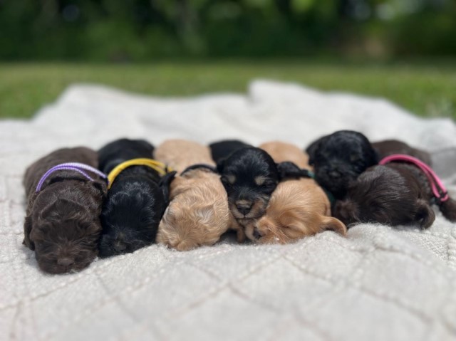 Cockapoo puppies!