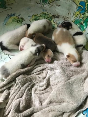 Collie puppy for sale + 60520