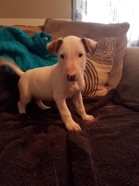 Bull Terrier puppy for sale + 53194