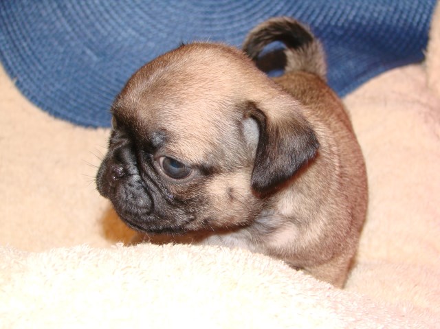 Pug puppy for sale + 49709