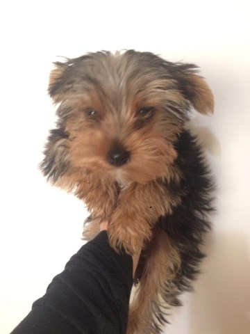 Yorkshire Terrier puppy for sale + 55056