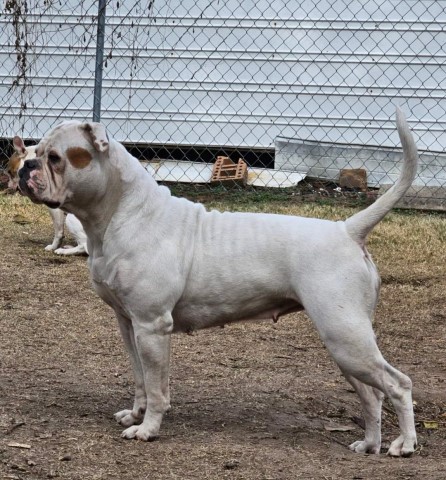 American Bulldog puppy for sale + 66179
