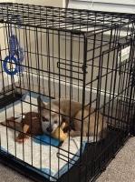 Bingo -Red Heeler Australian Cattle Dog for sale/adoption