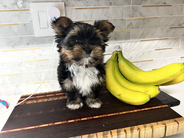 Ckc small male Yorkie