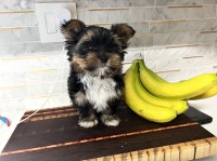 Ckc small male Yorkie Yorkshire Terrier for sale/adoption