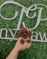 Adorable Toy Poodle Poodle Toy for sale/adoption