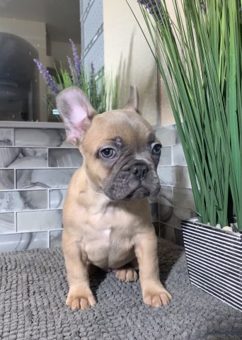French Bulldog puppy for sale + 63811