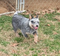 Australian Cattle Dog thumbnail
