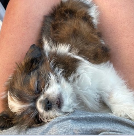 Shih Tzu puppy for sale + 62994