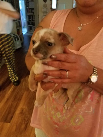 Chihuahua puppy for sale + 50091