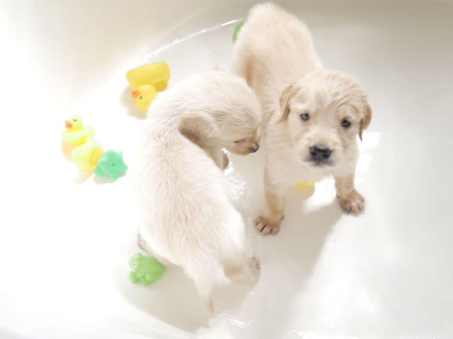 Platinum AKC Golden Retriever Puppies  - Very rare and Gorgeous!