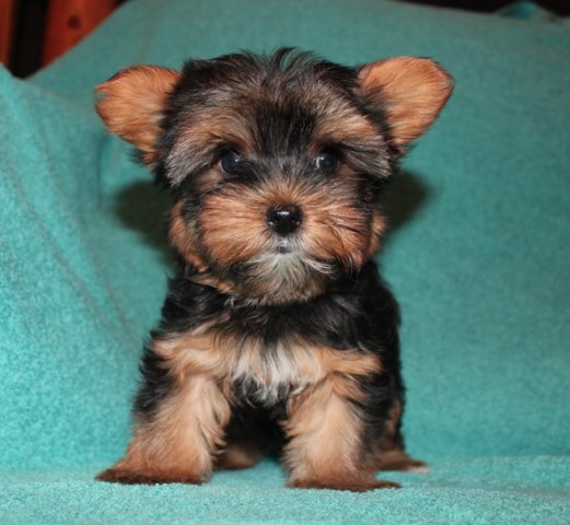 CKC Yorkie Female Puppy