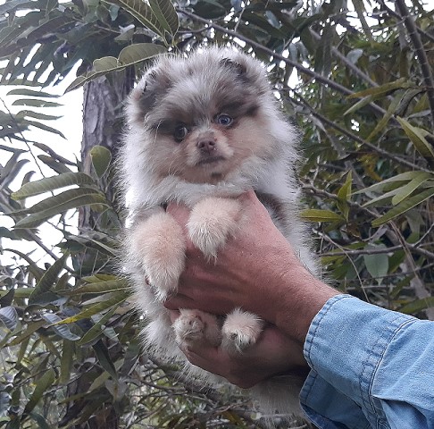 Pomeranian puppy for sale + 61352