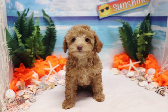 Poodle Toy puppy for sale + 53359