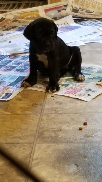 Cane Corso puppy for sale + 53331