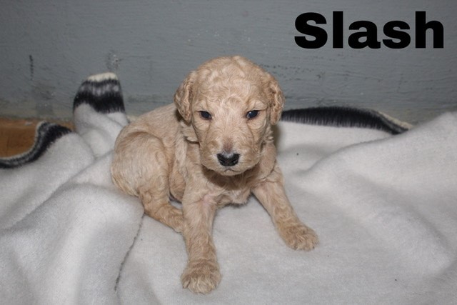 Poodle Pups for sale!