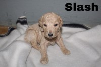 Poodle Pups for sale! Poodle Standard for sale/adoption