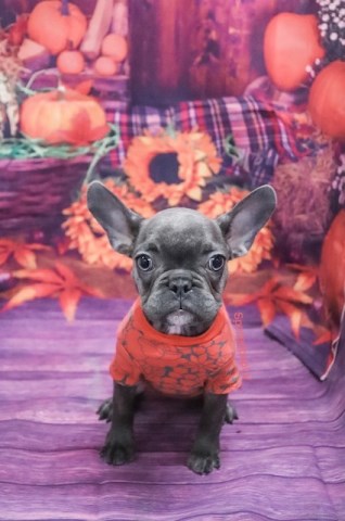 AKC French Bulldog - Jersey - Female