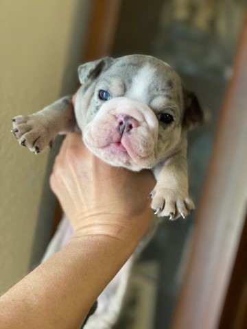 AKC, Female, Blue Tri Merle, genetic tested CLEAR, licensed breeder