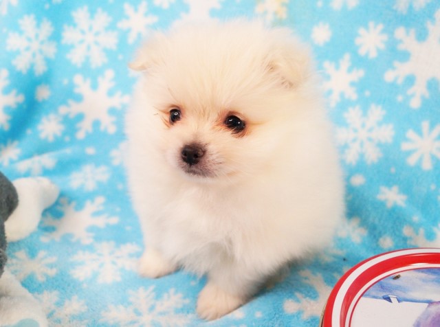 Pomeranian puppy for sale + 64333