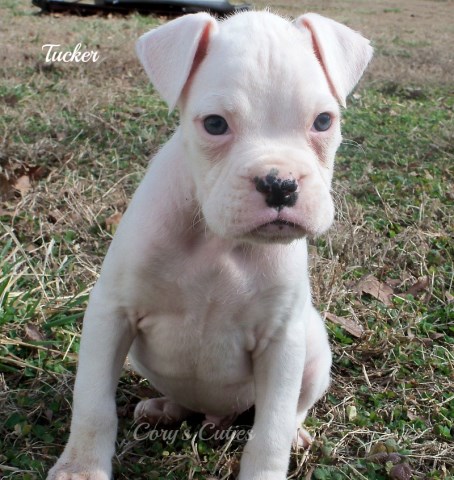 Boxer Puppy Tucker AKC