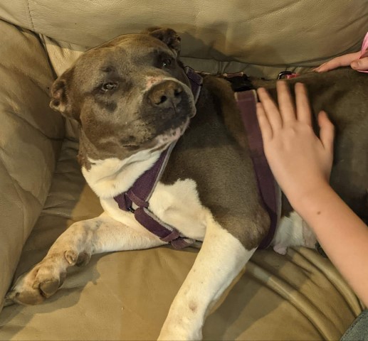Beauty is 2 years old and American pit bull mix she is a stunning lady. Loves to sit with you.