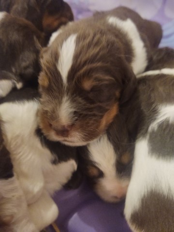 English springer spaniels